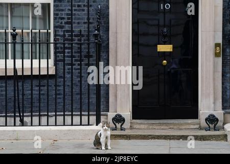 Larry le chat se trouve à l'extérieur du 10 Downing Street, Westminster, Londres. Date de la photo: Mardi 16 août 2022. Banque D'Images
