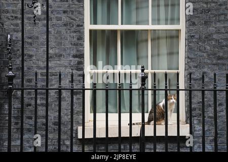 Larry le chat se trouve à l'extérieur du 10 Downing Street, Westminster, Londres. Date de la photo: Mardi 16 août 2022. Banque D'Images