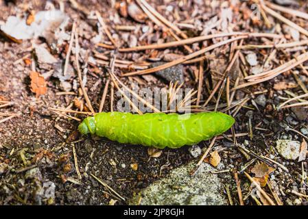 Tau chenille verte de l'empereur rampant sur terre brune. Green Aglia Tau Moth traînant lentement. Lente découverte d'un ver Aglia Tau (papillons géants de la soie) Banque D'Images