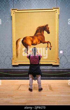 Un visiteur prend une photo de la peinture du cheval sifflet de George Stubbs. Au National Gallery Museum de Londres, Angleterre, Royaume-Uni. Banque D'Images