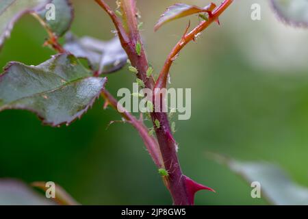 puceron sur une rose, parasite sur une jeune pousse d'une rose Banque D'Images