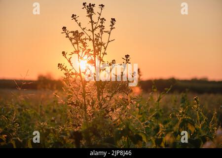 Un coucher de soleil spectaculaire sur le champ vert Banque D'Images