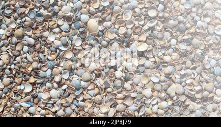 Le Sea Shells Seasells de la plage tropicale comme arrière-plan Banque D'Images