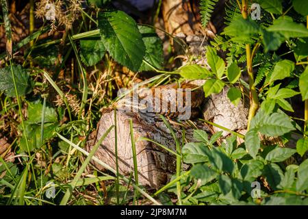 Un additionneur européen commun (Vipera berus), le seul serpent venimeux du Royaume-Uni, enroulé sous la lumière du soleil sur une bûche dans la sous-croissance Banque D'Images