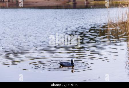 Un coot eurasien (Fulica atra) avec un bec blanc typique et un bouclier frontal nageant à Frensham Little Pond près de Farnham, Surrey, au sud-est de l'Angleterre Banque D'Images