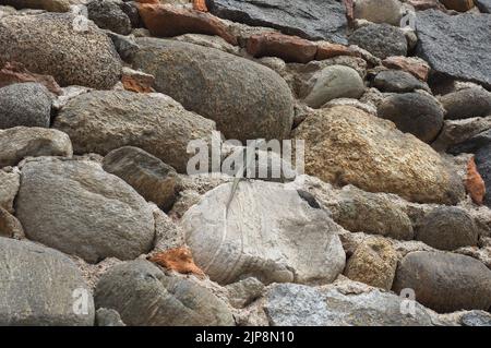 Lézard nom scientifique Lacertilia de reptiles de classe animale sur un mur de pierre Banque D'Images