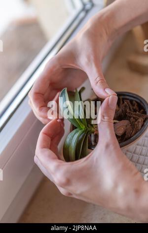 Mains montrant le cœur au-dessus d'une plante d'orchidée. Banque D'Images