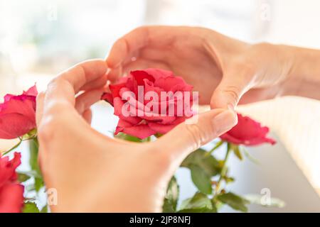Mains montrant le cœur au-dessus d'une rose. Banque D'Images
