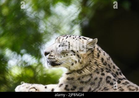 Le léopard des neiges (Panthera uncia / Uncia uncia), également connu sous le nom d'once, est vu au parc zoologique de l'Himalaya Padmaja Naidu (PNHZP) à Darjeeling, Bengale occidental. Ce zoo de haute altitude est le plus grand de l'Inde (7 000 pieds). Le PNHZP est le seul zoo au monde pour la conservation et l'élevage des léopards des neiges en captivité. Le léopard des neiges est un grand chat asiatique à poils longs inscrit sur la liste des rouges de l'UICN et l'une des espèces les plus énigmatiques de la planète. Les habitants de la région ont appelé les « fantômes de montagne », originaires des chaînes de montagnes de l'Asie centrale et du Sud. Inde. Banque D'Images