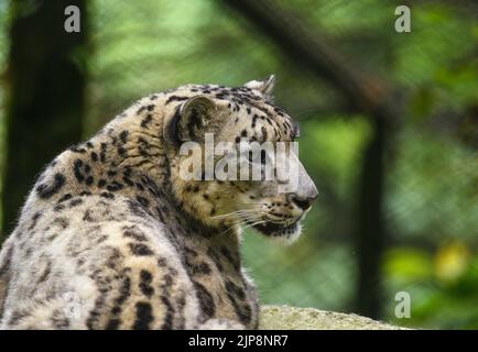 Le léopard des neiges (Panthera uncia / Uncia uncia), également connu sous le nom d'once, est vu au parc zoologique de l'Himalaya Padmaja Naidu (PNHZP) à Darjeeling, Bengale occidental. Ce zoo de haute altitude est le plus grand de l'Inde (7 000 pieds). Le PNHZP est le seul zoo au monde pour la conservation et l'élevage des léopards des neiges en captivité. Le léopard des neiges est un grand chat asiatique à poils longs inscrit sur la liste des rouges de l'UICN et l'une des espèces les plus énigmatiques de la planète. Les habitants de la région ont appelé les « fantômes de montagne », originaires des chaînes de montagnes de l'Asie centrale et du Sud. Inde. Banque D'Images