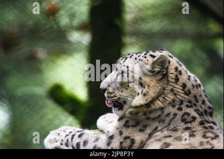 Le léopard des neiges (Panthera uncia / Uncia uncia), également connu sous le nom d'once, est vu au parc zoologique de l'Himalaya Padmaja Naidu (PNHZP) à Darjeeling, Bengale occidental. Ce zoo de haute altitude est le plus grand de l'Inde (7 000 pieds). Le PNHZP est le seul zoo au monde pour la conservation et l'élevage des léopards des neiges en captivité. Le léopard des neiges est un grand chat asiatique à poils longs inscrit sur la liste des rouges de l'UICN et l'une des espèces les plus énigmatiques de la planète. Les habitants de la région ont appelé les « fantômes de montagne », originaires des chaînes de montagnes de l'Asie centrale et du Sud. Inde. Banque D'Images
