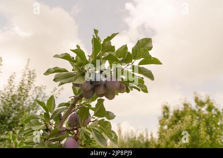 Groupe de prune pourpre à la branche de l'arbre avec le ciel à l'arrière-plan. Banque D'Images