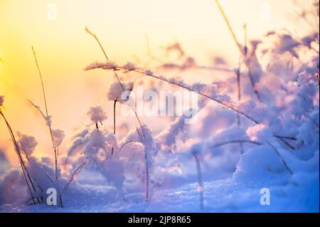 Herbes dépolies et enneigées. Mise au point sélective et faible profondeur de champ. Banque D'Images