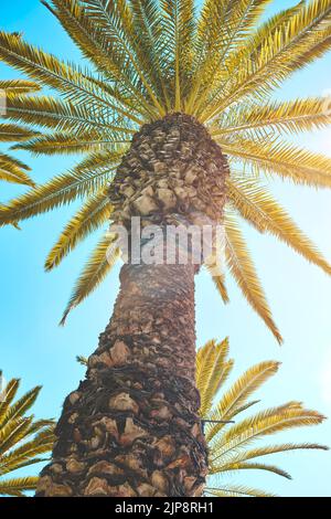 Vue à angle bas des palmiers contre ciel clair, palmiers à Yanahuara, Arequipa, Pérou Banque D'Images