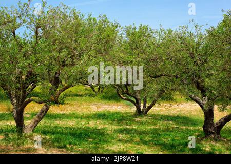 grèce, olivier, plantation, crète, campagne, greeces, oliviers, plantations, crètes Banque D'Images