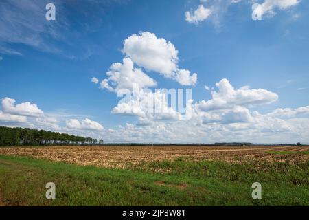 Vue panoramique d'un champ de maïs récemment récolté dans le sud de la Géorgie avec ciel bleu et nuages et espace négatif. Banque D'Images