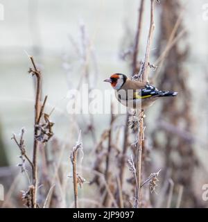 Goldfinch - Carduelis carduelis - en hiver, perching sur des thistles recouverts de gel, Yorkshire, Angleterre, Royaume-Uni Banque D'Images