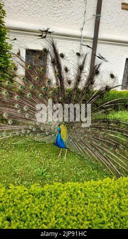 Une photo verticale d'un peafhibou indien, Pavo cristatus dans le jardin. Banque D'Images