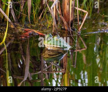 Grenouille assise dans l'eau montrant le corps, la tête, les jambes, les yeux et appréciant son environnement et son habitat avec le fond du feuillage. Banque D'Images