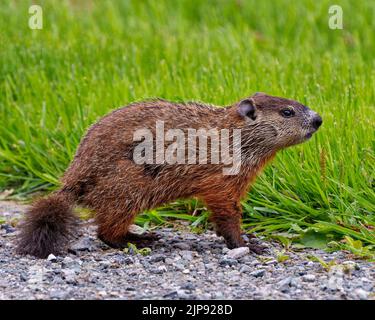 Ferme-vue latérale de la marmotte dans le champ avec fond d'herbe dans son environnement et son habitat environnant. Image. Image. Portrait. Banque D'Images