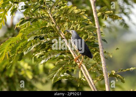 Sterne naine adulte, ixobrychus sturmii, perchée dans un arbre dans le parc national de la Reine Elizabeth, en Ouganda. Cet oiseau migrant timide se trouve dans les zones humides a Banque D'Images