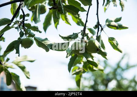 Pommier avec de jeunes fruits de pomme. Les pommes non mûres poussent sur une branche de pommier. Pomme sur un arbre au soleil, gros plan. Banque D'Images