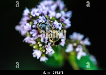 Une abeille recueille le pollen d'une fleur. Une abeille est assise sur une fleur sur un arrière-plan flou Banque D'Images