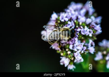 Une abeille recueille le pollen d'une fleur. Une abeille est assise sur une fleur sur un arrière-plan flou Banque D'Images