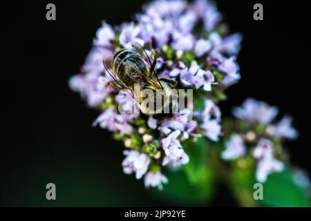 Une abeille recueille le pollen d'une fleur. Une abeille est assise sur une fleur sur un arrière-plan flou Banque D'Images