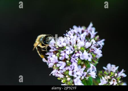 Une abeille recueille le pollen d'une fleur. Une abeille est assise sur une fleur sur un arrière-plan flou Banque D'Images