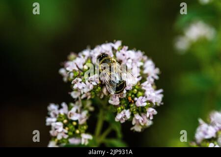 Une abeille recueille le pollen d'une fleur. Une abeille est assise sur une fleur sur un arrière-plan flou Banque D'Images