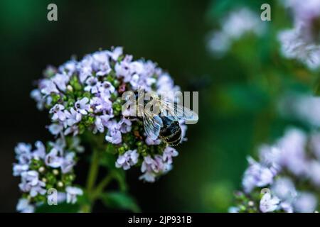 Une abeille recueille le pollen d'une fleur. Une abeille est assise sur une fleur sur un arrière-plan flou Banque D'Images