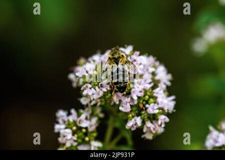 Une abeille recueille le pollen d'une fleur. Une abeille est assise sur une fleur sur un arrière-plan flou Banque D'Images