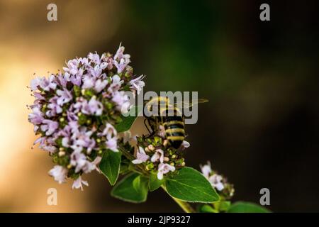 Une abeille recueille le pollen d'une fleur. Une abeille est assise sur une fleur sur un arrière-plan flou Banque D'Images