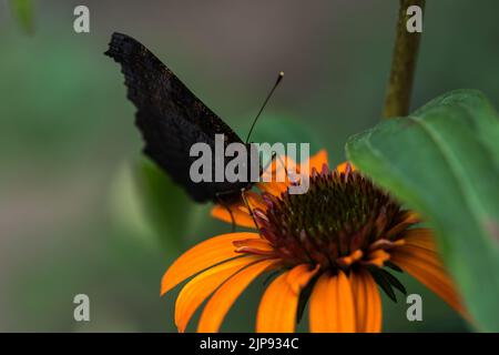 Echinacea purpurea. Plante de fleur communément connue sous le nom de conefellower. Banque D'Images