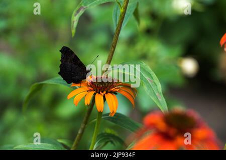 Echinacea purpurea. Plante de fleur communément connue sous le nom de conefellower. Banque D'Images