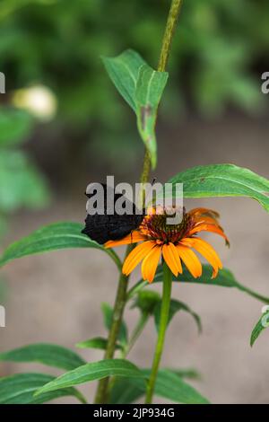 Echinacea purpurea. Plante de fleur communément connue sous le nom de conefellower. Banque D'Images