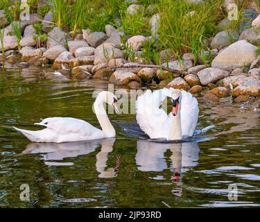 Swan Mute oiseau couple nageant avec des ailes ouvertes avec des roches et le fond de feuillage dans leur environnement et habitat entourant. Banque D'Images