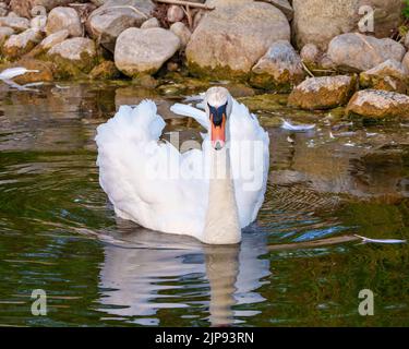 Swan Mute oiseau nageant avec des ailes ouvertes avec des rochers et le fond de feuillage dans son environnement et son habitat. Banque D'Images