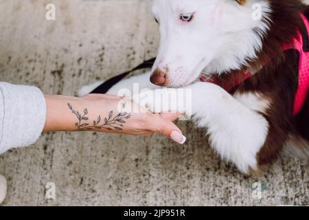 chien, bordure collie, pfötchen geben, chiens Banque D'Images