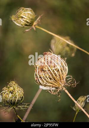 Diverses dentelles séchées de la reine Anne, Daucus carota, umbel qui est allé à la graine en été ou en automne, comté de Snyder, Pennsylvanie Banque D'Images