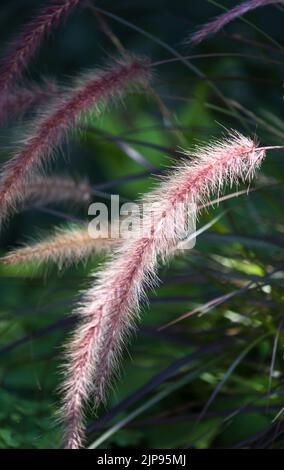 Pic d'herbe de fontaine violet, Pennistum selaceum rubrum, sur un fond vert luxuriant en été ou en automne, Lancaster, Pennsylvanie Banque D'Images