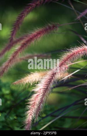 Pic d'herbe de fontaine violet, Pennistum selaceum rubrum, sur un fond vert luxuriant en été ou en automne, Lancaster, Pennsylvanie Banque D'Images