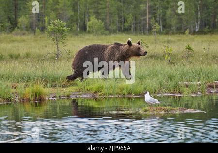 Ours brun (Ursus arctos) Banque D'Images