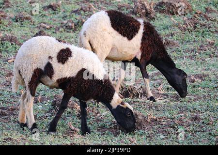 Deux moutons paître dans un champ sur la rive ouest du Nil à Louxor Banque D'Images