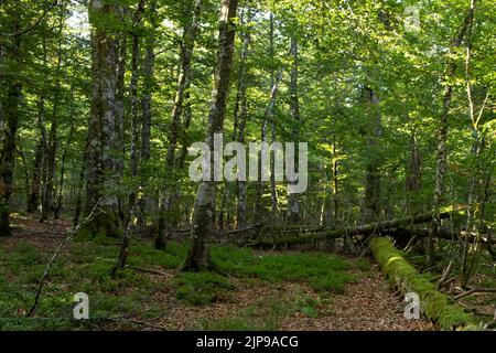 Forêt Vosgienne Banque D'Images