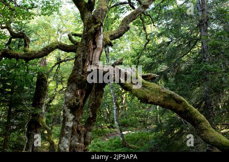 Forêt Vosgienne Banque D'Images