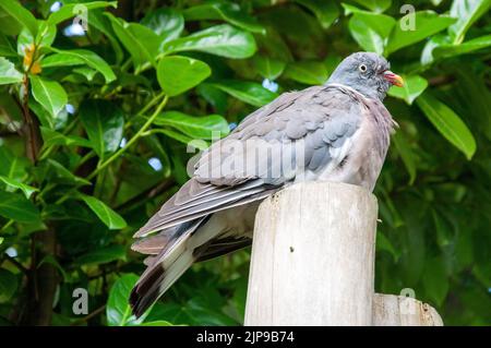 Pigeon en bois reposant sur un poteau en bois Banque D'Images