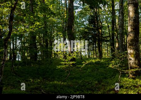 Forêt Vosgienne Banque D'Images