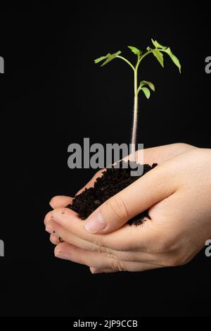 La culture de tomates à partir de graines, étape par étape. Étape 9 - plantation de semis. Banque D'Images